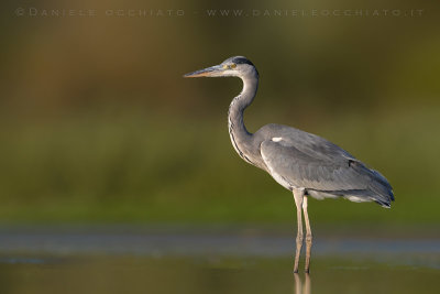 Grey Heron (Ardea cinerea)