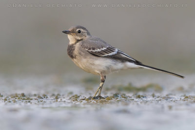 White Wagtail (Motacilla alba)