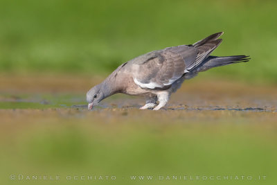 Eurasian Woodpigeon (Columba palumbus)