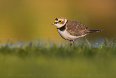 Little Ringed Plover (Charadrius dubius)