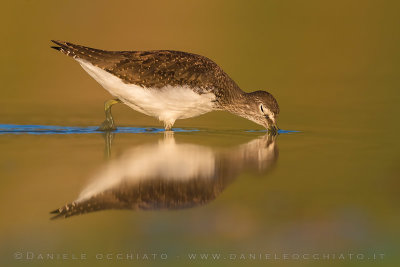 Green Sandpiper (Tringa ochropus)