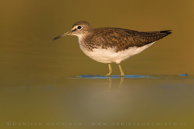 Green Sandpiper (Tringa ochropus)