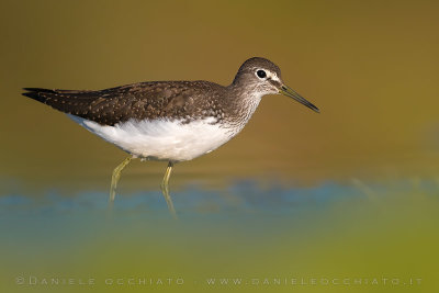 Green Sandpiper (Tringa ochropus)