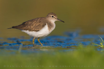 Common Sandpiper (Actitis hypoleucos)