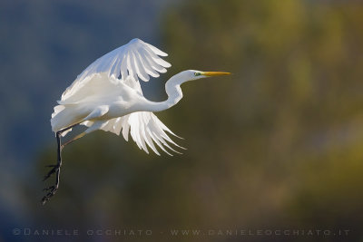 Great White Egret (Ardea alba)