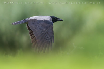 Hooded Crow (Corvus cornix)