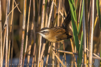 Moustached Warbler (Acrocephalus melanopogon)