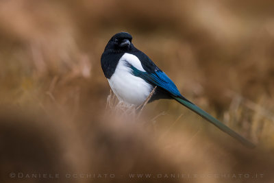 Eurasian Magpie (Pica pica)