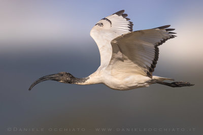 Sacred Ibis (Threskiornis aethiopicus)