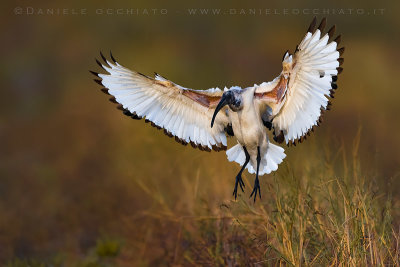 Sacred Ibis (Threskiornis aethiopicus)