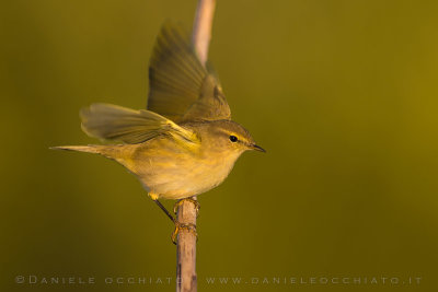 Chiffchaff (Phylloscopus collybita)