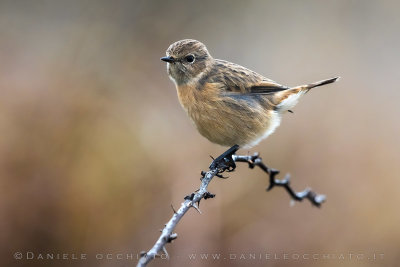 European Stonechat (Saxicola rubicola)