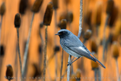 Black Redstart (Phoenicurus ochruros gibraltariensis)