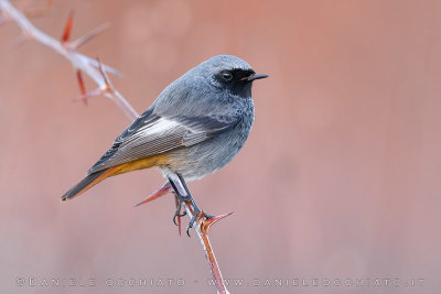 Black Redstart (Phoenicurus ochruros gibraltariensis)