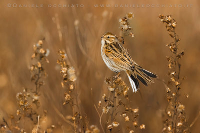 Reed Bunting (Schoeniclus schoeniclus)