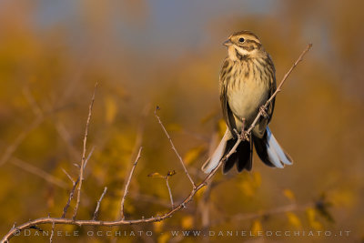 Reed Bunting (Schoeniclus schoeniclus)