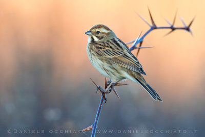 Reed Bunting (Schoeniclus schoeniclus)