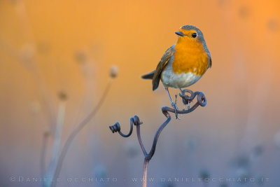 European Robin (Erithacus rubecula)