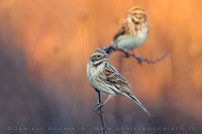 Reed Bunting (Schoeniclus schoeniclus)