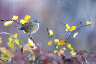 Dunnock (Prunella modularis)