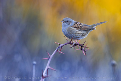 Dunnock (Prunella modularis)