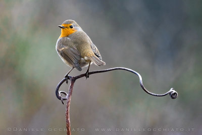 European Robin (Erithacus rubecula)