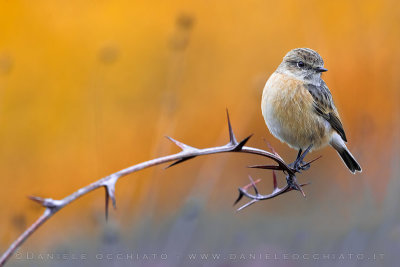 European Stonechat (Saxicola rubicola)