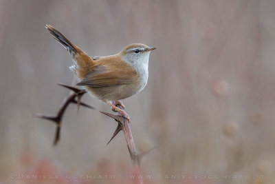 Cetti's Warbler (Cettia cetti)