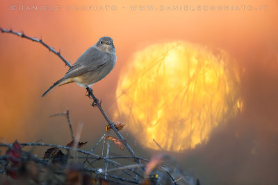 Black Redstart (Phoenicurus ochruros gibraltariensis)