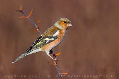 Chiaffinch (Fringilla coelebs)