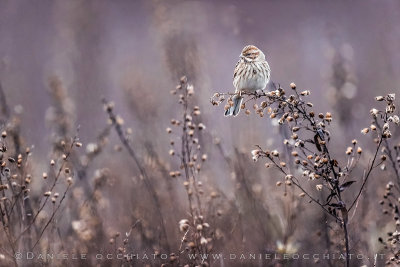 Reed Bunting (Schoeniclus schoeniclus)