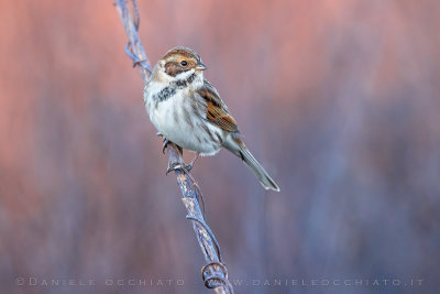 Reed Bunting (Schoeniclus schoeniclus)