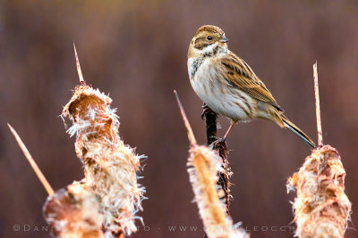 Reed Bunting (Schoeniclus schoeniclus)