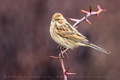 Reed Bunting (Schoeniclus schoeniclus)