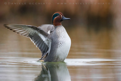 Eurasian Teal (Anas crecca)