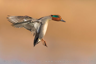 Eurasian Teal (Anas crecca)