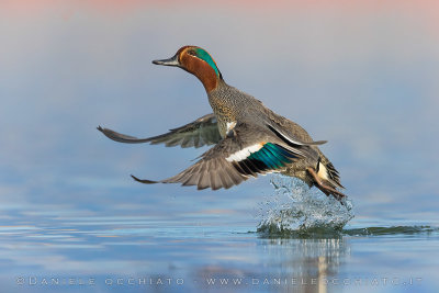Eurasian Teal (Anas crecca)