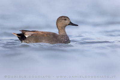 Gadwall (Mareca strepera)