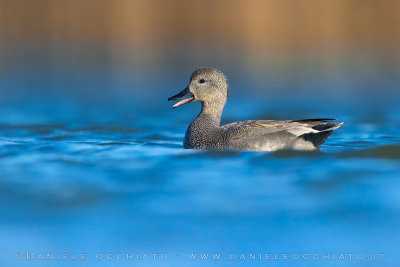 Gadwall (Mareca strepera)