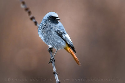 Black redstart (Phoenicurus ochruros gibraltariensis)