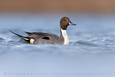 Northern Pintail (Anas acuta)