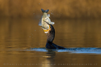 Great Cormorant (Phalacrocorax carbo sinensis)