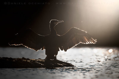 Great Cormorant (Cormorano)