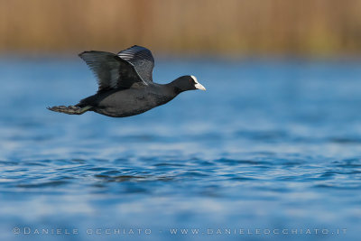 Eurasian Coot (Fulica atra)