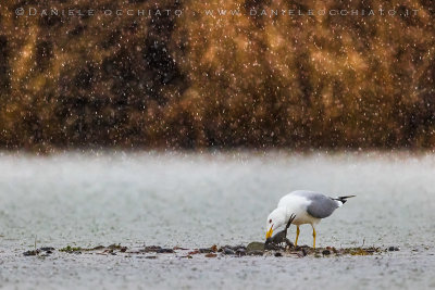 Yellow-legged Gull (Larus michahellis)