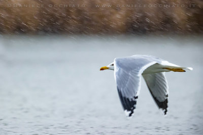 Yellow-legged Gull (Larus michahellis)