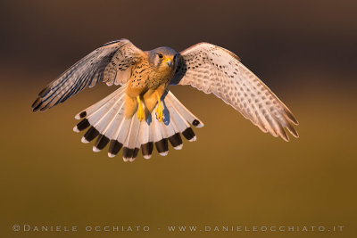 Eurasian Kestrel (Falco tinnunculus)