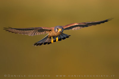 Eurasian Kestrel (Falco tinnunculus)