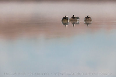 Garganey (Spatula querquedula)