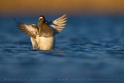 Garganey (Spatula querquedula)